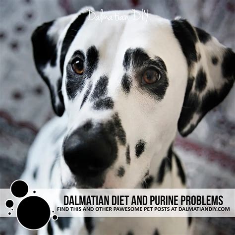 Dalmatian Diet And Purine Problems Dalmatian Diy Pet Food Recipes