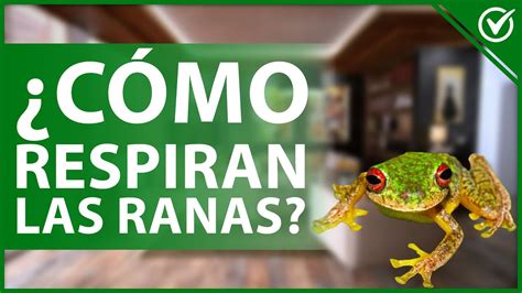 Cómo y por Dónde Respiran las Ranas Proceso de Respiración en