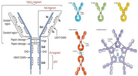 Antibody- Introduction, Structure and Classes