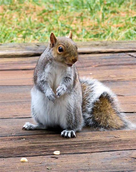 Why Do Squirrels Bury Nuts Backyard University