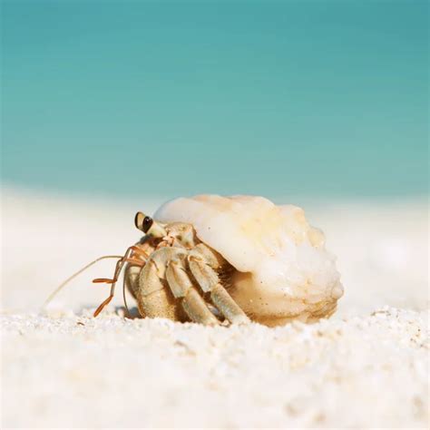 Hermit Crab Stock Photos Royalty Free Hermit Crab Images Depositphotos