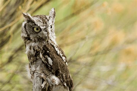 Texas owl sounds – Global Birding Initiative