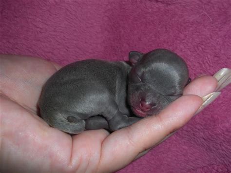 One Day Old Chiuhuahua Puppy Fits In The Palm Of Your Hand