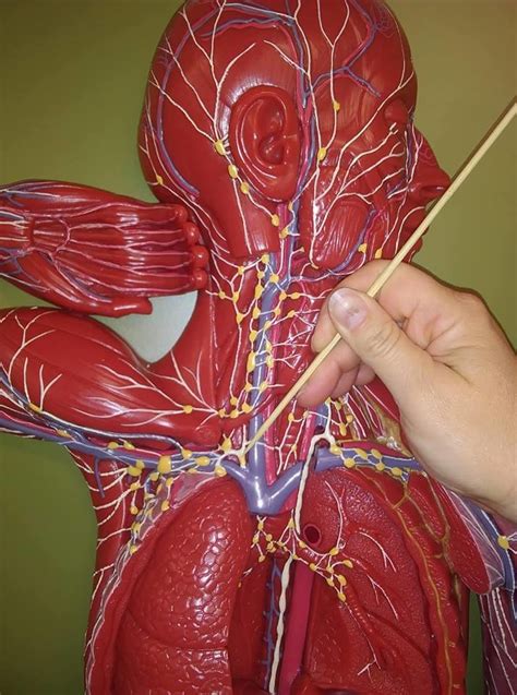 Lymphatics Diagram Quizlet