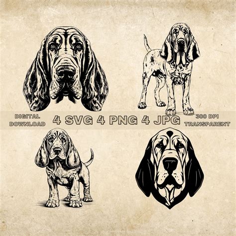 Bloodhound Svg Bundle Png Bloodhound Clipart Hand Drawn Dog Vector