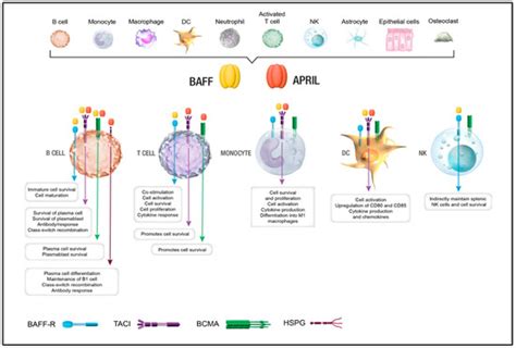 Cancers Free Full Text The Baff April System In Cancer