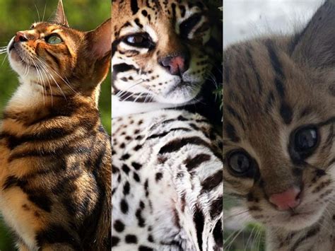 Gato Bengal Jaguatirica E Gato Do Mato Saiba Diferen A Entre Esses