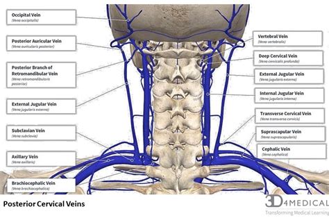 Nerves Blood Vessels And Lymph Advanced Anatomy 2nd Ed