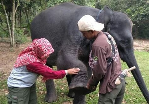 10 Fakta Unik Gajah Sumatra Di Way Kambas