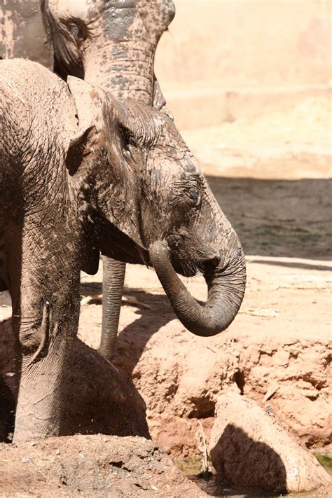 Fotos Gratis Fauna Silvestre Zoo Elefante Escultura Templo