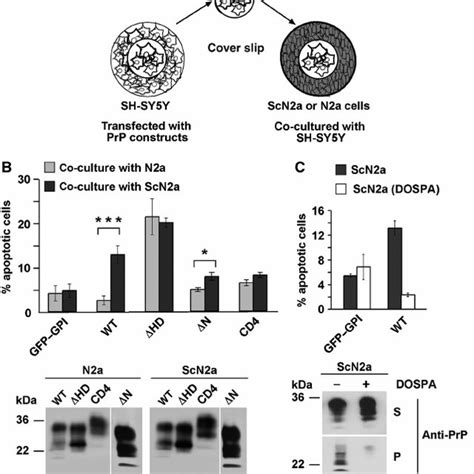 Scrapie Prions Induce Apoptosis In Prp C Expressing Cells A