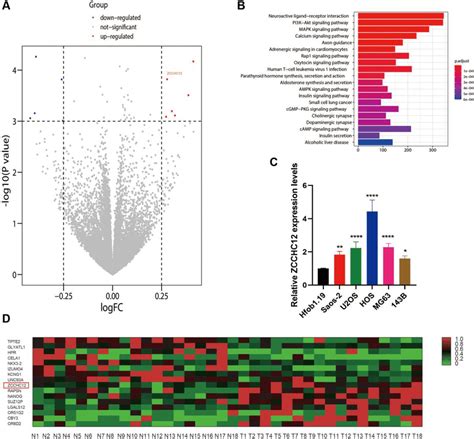 ZCCHC12 Was Upregulated In OS A Differences In Gene Expression