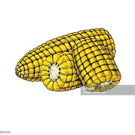 Corn Cob Hand Drawn Vector Illustration Stock Illustration Download