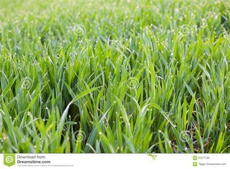 Hierba Fresca Con Descensos Del Roc O Fondo Verde De La Ecolog A Foto