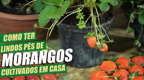 COMO TER LINDOS MORANGOS CULTIVADOS EM CASA DICAS MURILO SOARES