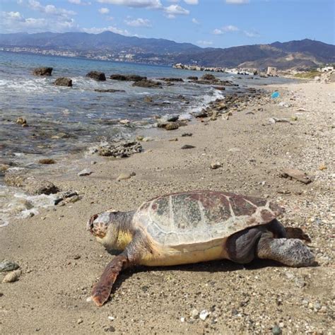 Messina Grossa Tartaruga Spiaggiata Fra Ganzirri E Il Faro Con La