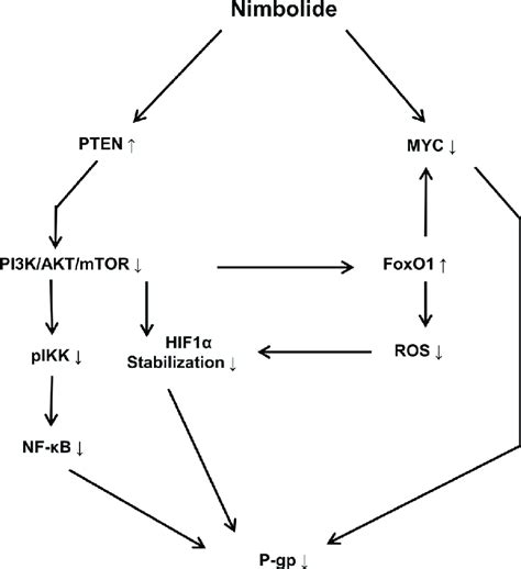 Schematic Diagram Showing The Effect Of Nimbolide On P Glycoprotein