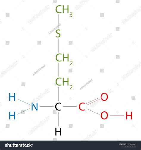 Structure Methionine Methionine Amino Acid That Stock Illustration