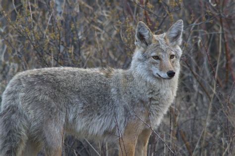 Snarling Coyote stock photo. Image of wildlife, spring - 24583084