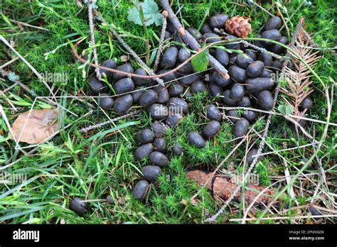 Deer Droppings In Forest Doe Poop Female Deer In Beskidy Mountains