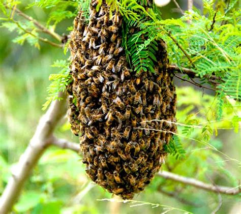 Bee Colony: Basic Information For Beginners