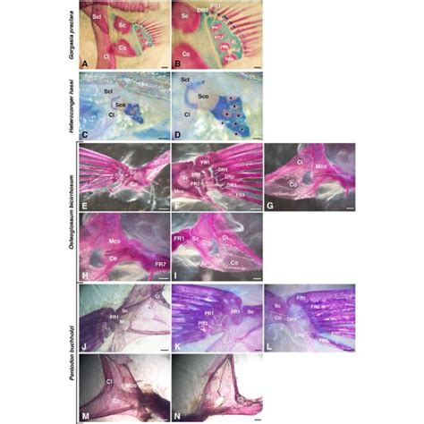 Pectoral fin skeletons of Otomorpha. A-C Dorsal (medial) view of... | Download Scientific Diagram