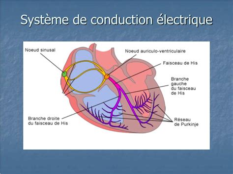 PPT Système cardiovasculaire PowerPoint Presentation free download