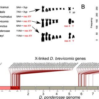 Neo Sex Chromosomes Of The Mountain Pine Beetle A Synteny Comparison