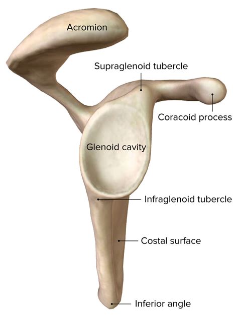 The Lateral View Of The Right Scapula Medical Anatomy Human Anatomy Images And Photos Finder