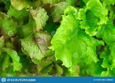 Fresh Purple Lettuce Close Up Background Texture Stock Photo Image Of