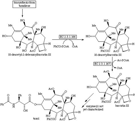 Taxol Biosynthesis