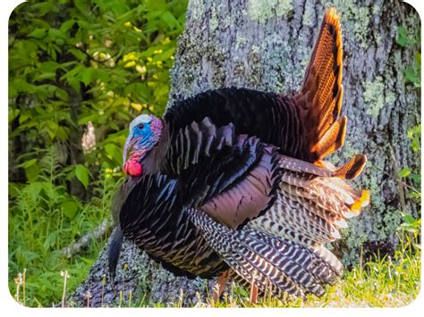 Embracing Nature's Beauty: Thanksgiving in the Appalachian Mountains ...