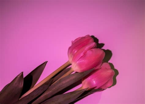 Premium Photo | Pink tulips in pink light