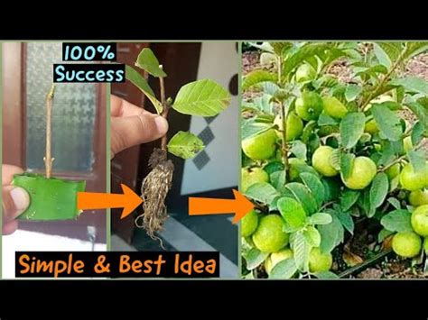 Simple Best Idea How To Grow Guava Tree From Cutting Propagate Guava