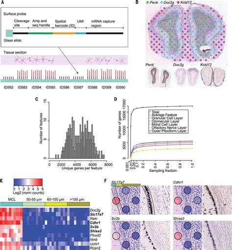 Spatial transcriptomics – quantitative gene expression data and ...