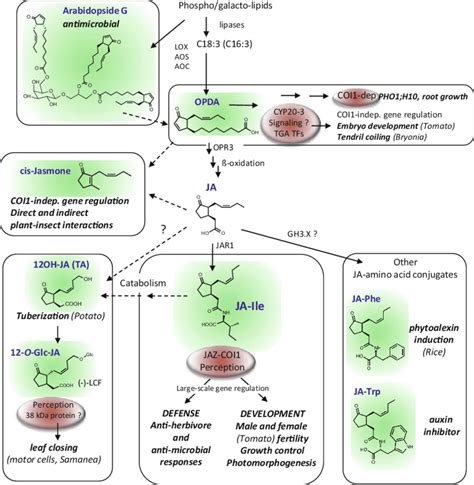 1 Diversity Of Structures And Biological Activities In The Jasmonate Download Scientific