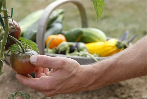 Comment Cultiver La Tomate Noire De Crim E