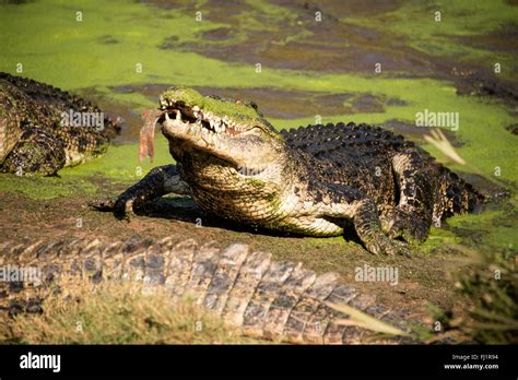 A Bask Group Of Saltwater Male Crocodiles At The Malcolm Douglas