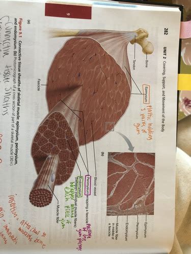 Chapter Muscles And Chapter Test Bio Summer A P