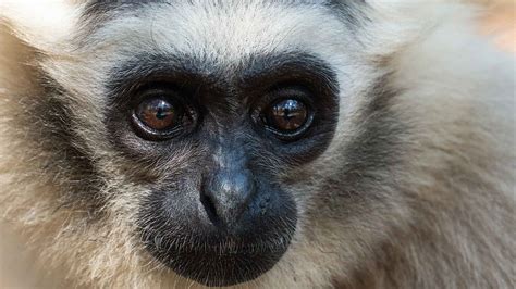 Sponsor a Pileated Gibbon - Wildlife Alliance