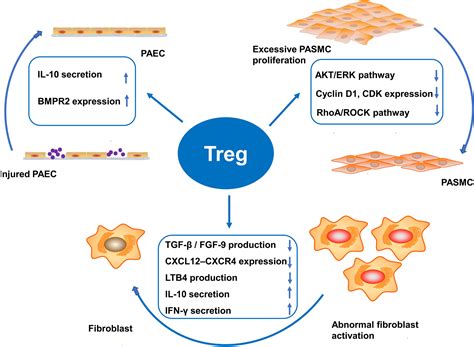 The Role Of Regulatory T Cells In Pulmonary Arterial Hypertension