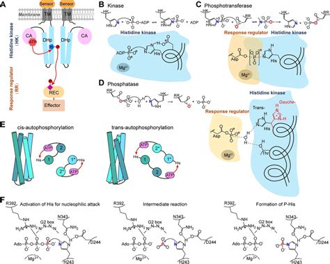 Signal Transduction Mechanism And Enzymatic Reactions Of TCSs A