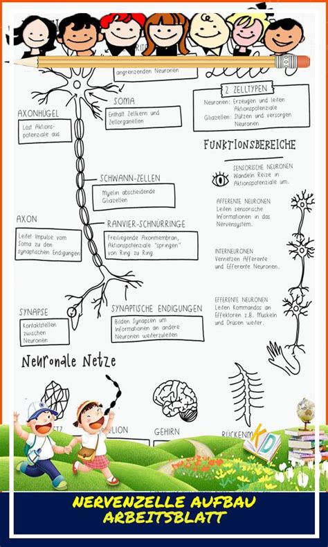 Nervenzelle Aufbau Arbeitsblatt Biologie Arbeitsbl Tter