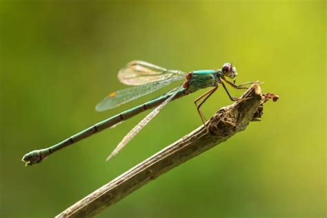 Damselfly Vs Dragonfly Vs Mayfly Bug Domain