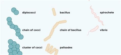 Benefit from harmful bacteria – Healthy Food Near Me