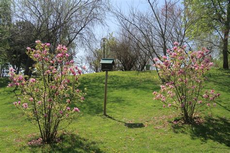 Parcul Dendrologic Din Chitila Plimbarea De Primavara Foto Video