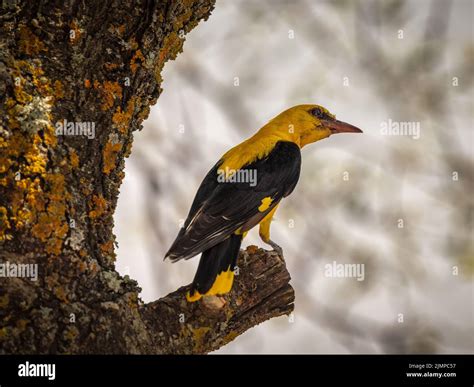 Eurasian golden oriole (Oriolus oriolus Stock Photo - Alamy