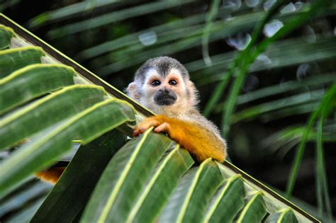 Costa Rica Aventura Y Naturaleza Para Romper La Rutina Nexos