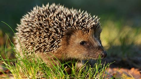 Igel Bilder Zum Ausdrucken