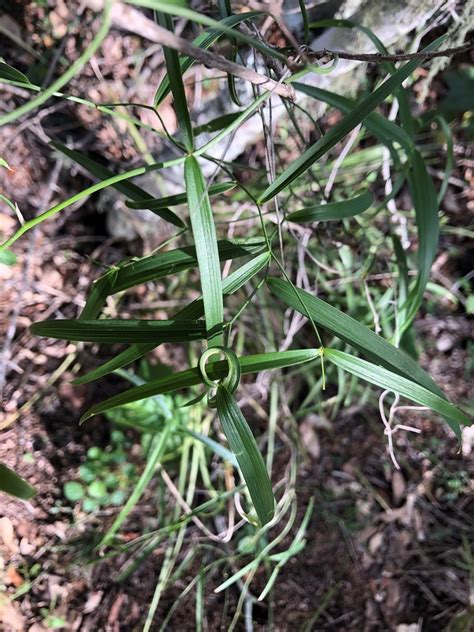 Wombat Berry From Stockyard Qld Australia On May At